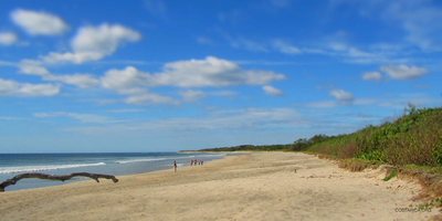 The wide empty beach at Playa Avellanas, backed by mangrove and trees
