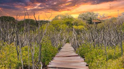 Mangrove boardwalk near Playa Avellanas at sunset, Guanacaste, Costa Rica