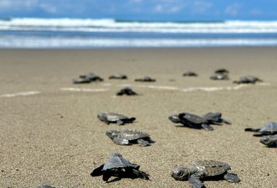 Olive ridley turtle hatchlings crossing the sand to the sea at Playa Avellanas