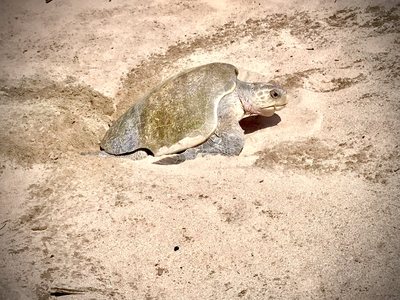 Wildlife at Playa Avellanas, Costa Rica